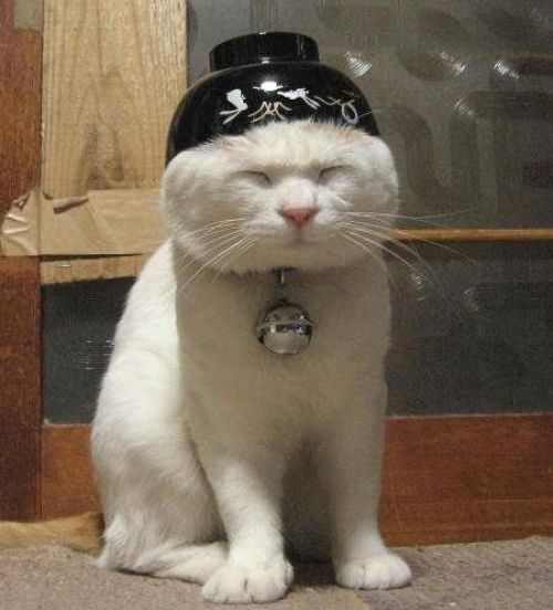 Killer Cat