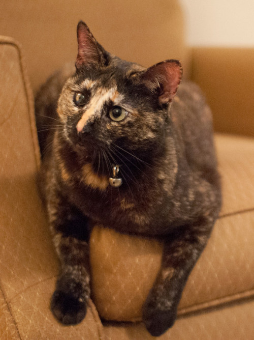 For those in the Washington DC area, a 2 year old Tortie female named Coffee Bean is the pet of the 