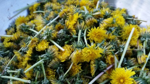 bambuita: It’s that time again to make dandelion jelly!!! A wonderful taste of homemade honey!