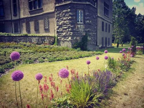 Day 172. Garden dream#madelaine #instaphoto #like #photooftheday #garden #flowers #flower #czosnek