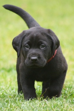 Black Lab Explore Tumblr Posts And Blogs Tumgir Black Lab Explore Tumblr Posts And Blogs Tumgir