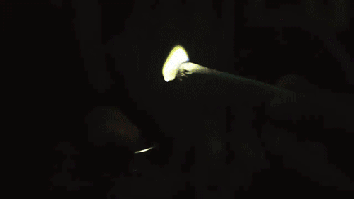 weed-holic:  Even if you don’t smoke. follow me to be entertained!