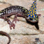 salamanderwizard