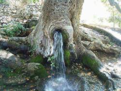 funnywildlife:  Strange tree with a fresh water spring #Kashmir