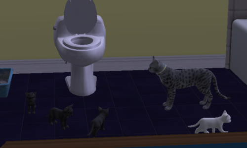 And Well End With A Final Picture Of All The Kitties. Or Most Of Them. I Think I Missed One Black Kitten.