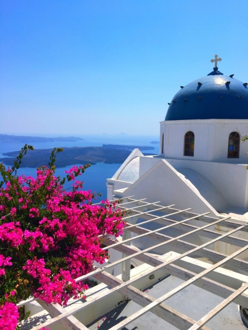 Bougainvillea in Santorini, Greece. June 2017.