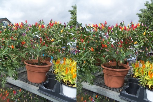 Chili plants Cross your eyes a little to see these photos in full 3D. (How to view stereograms)