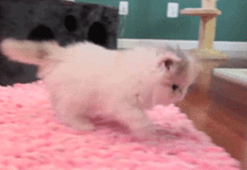 san-likes-ashitaka:  LET THE PUPPY/KITTY PARTY START 