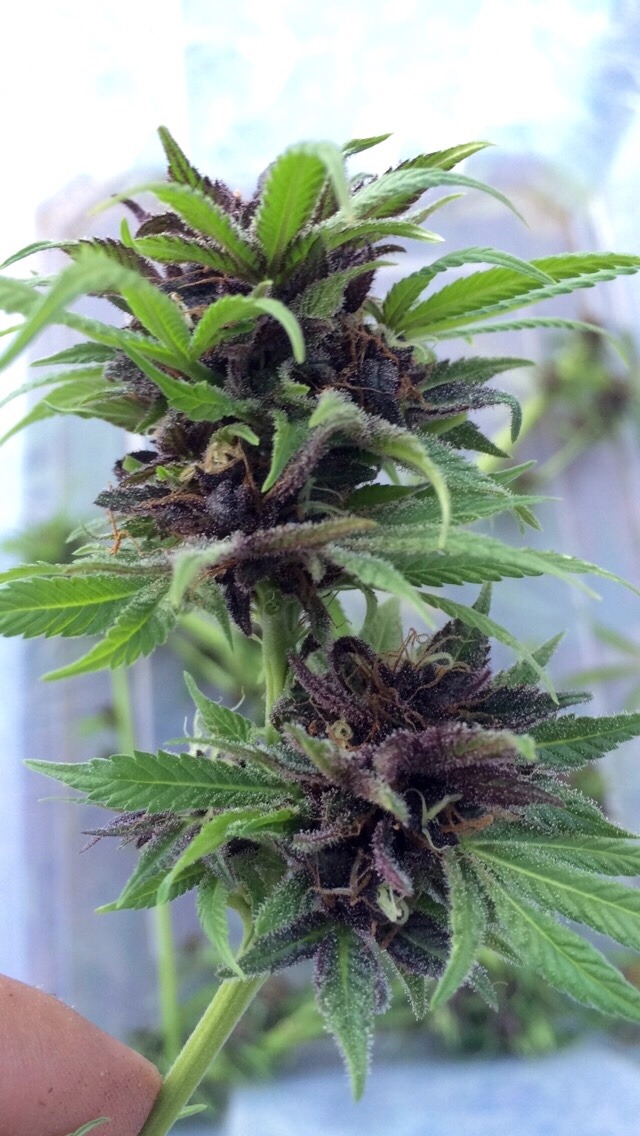 kazekage-kush:  Blackberry Kush x Purple OG
