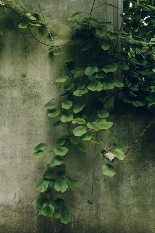 robert-hadley:St. Dunstan in the East Church Garden, London. Photo by Haarkon