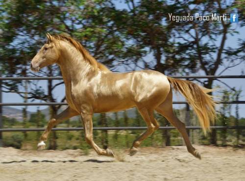 all-the-horses: Sol PM IIAndalusian, Stallion17hh