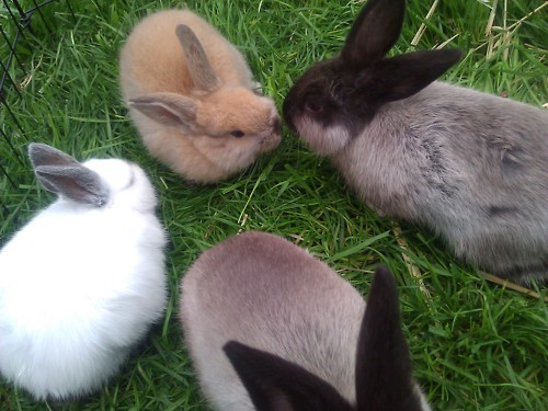 acutepervert:  babycuts:  <3 cute <3  ^_^
