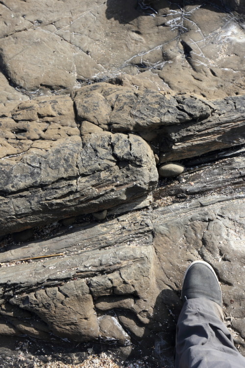 geologicaltravels: 2018: Fossilised tree trunks in Jurassic sediments (170=180 Ma), at Curio Bay, Ne