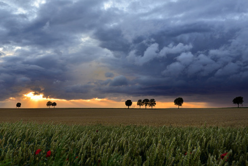 Roman road - chaussée romaine by pierre hanquin on Flickr.