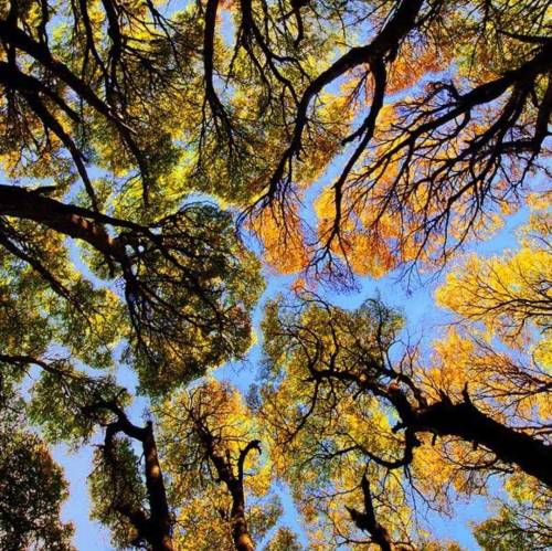 ~The View From Beneath The Trees🌳