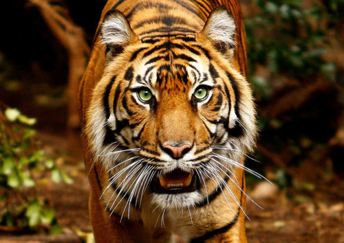 luxx-life:  Magnificant animal. How can someone not love it?!