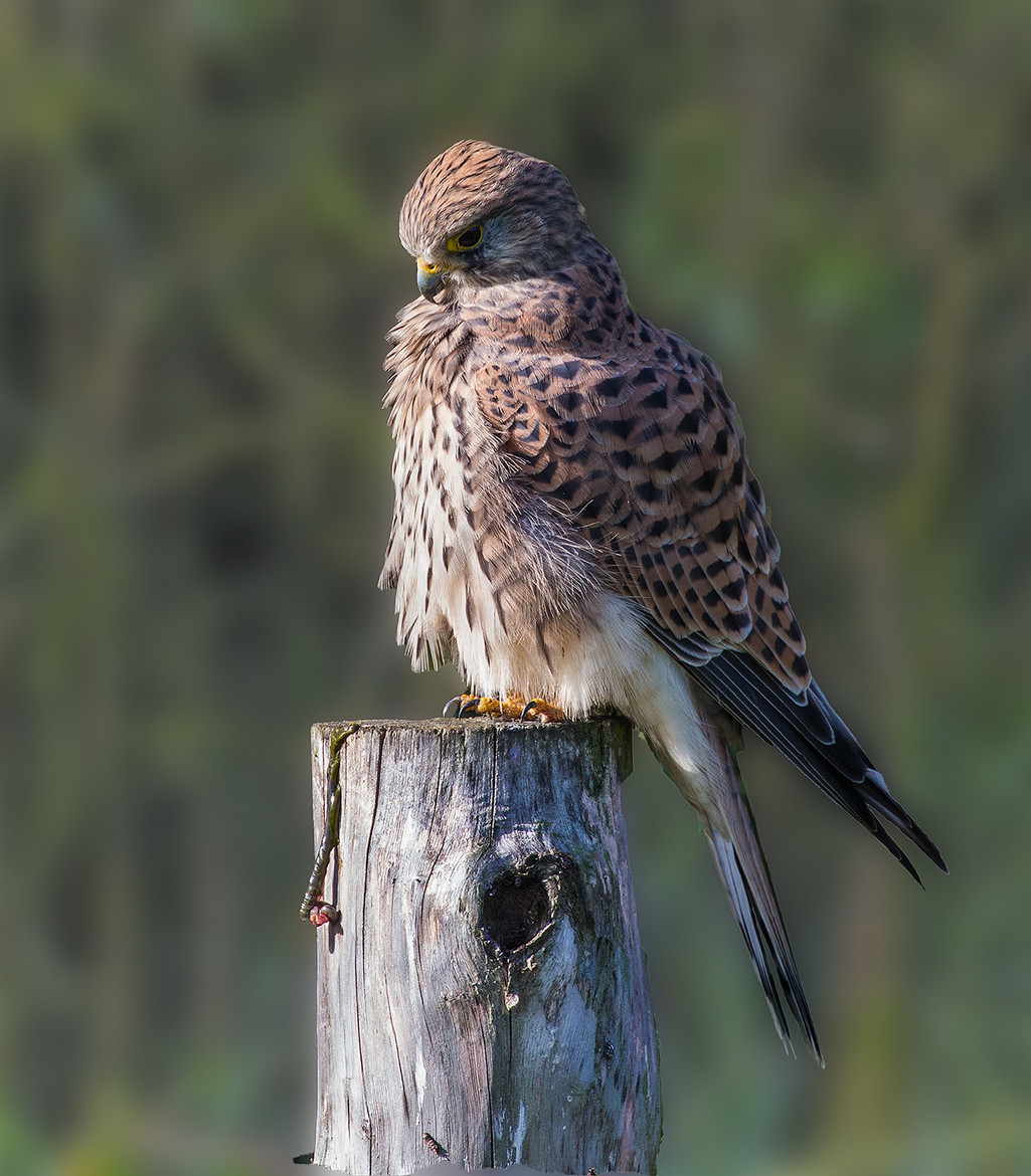 llbwwb:   Kestrel by Rebecca Hitchcock 