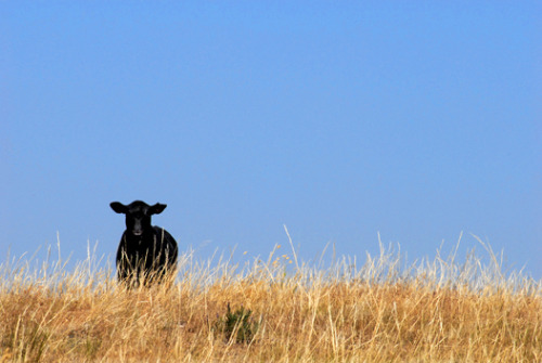 The Watcher at Bean Lake.  Eastern Montana.