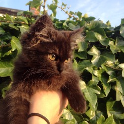 sn0wdropped:  This kitten is so precious, I’m honoured to be looking after her 