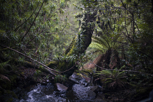l0thl0rien:  90377:  Collins Cap Track by tastrails on Flickr.   ◊~Enter this Middle Earth~◊