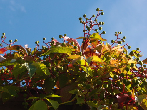 Parthenocissus inserta — thicket creeper a.k.a. woodbine