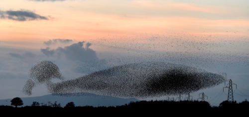 staceythinx:Photographer Owen Humphreys captured these images of starling murmurations near Gretna Green.