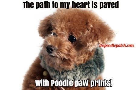 The Poodle Patch — THE PATH TO MY HEART IS PAVED WITH POODLE PAW...
