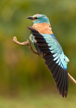 earth-song:  Morning Stretch by BogdanBoev