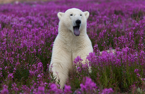 jellyfishtimes:  nubbsgalore:photos by (click pic) michael poliza, dennis fast and matthias brieter of polar bears amongst the fireweed in churchill, manitoba. the area has the largest, and most southerly, concentration of the animals on the planet.