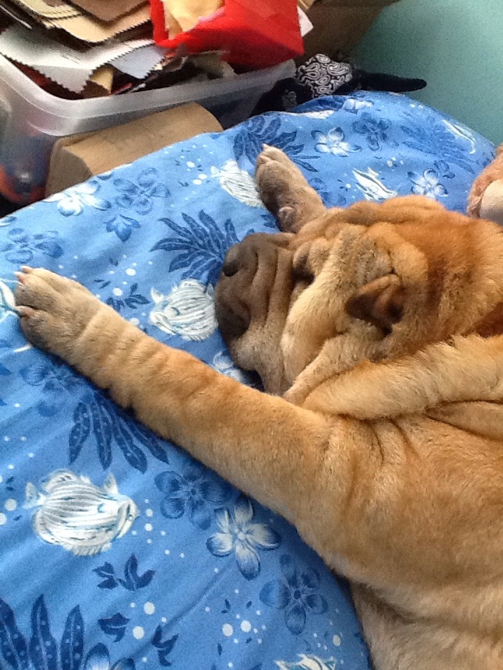 lilacpnsy:  boyick:  It is important to appreciate my dog  yaya is so important look