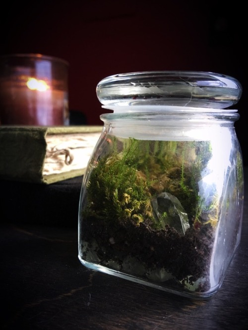 queryeve - My daughter and I made this tiny sealed terrarium with...