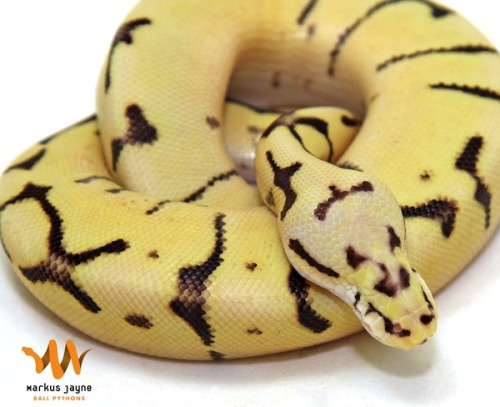 cameoamalthea:  fuckyeahballpythonsmorphs:  “This is by far my favourite ball python hatched here this year. Not because he is a new multi gene morph but because of his personality. He is a bumble bee fire and was born without any eyes. At first