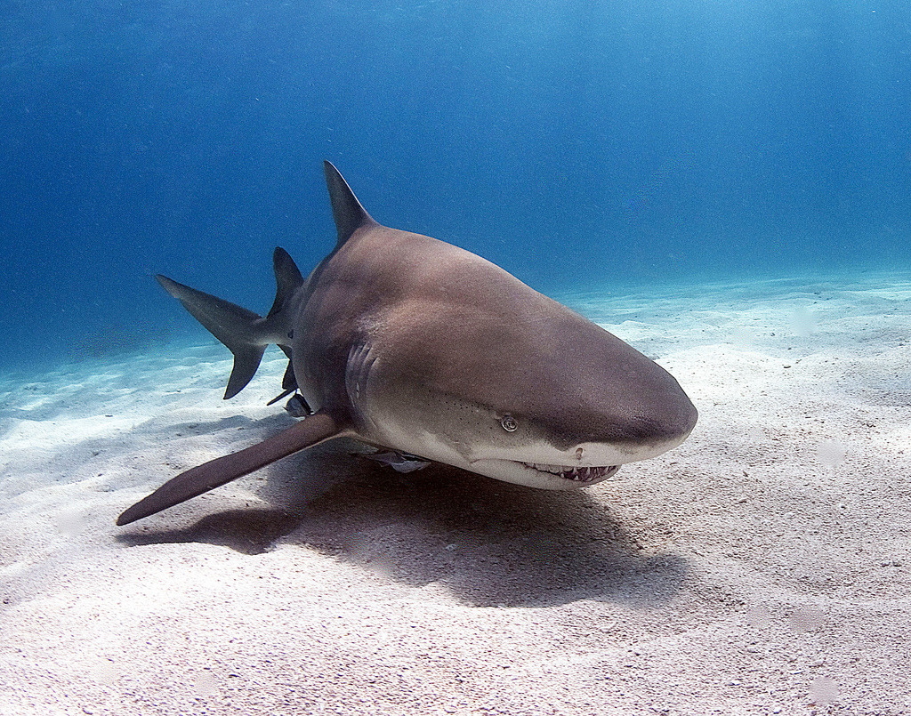 thesharkives:  lemon  (by AlKok)