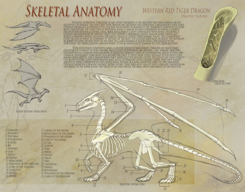 whattywhatwhat:thetakubooty:zezmeril-the-nargacuga:avannak:seeebersold:anatoref:Dragon AnatomyTop Im