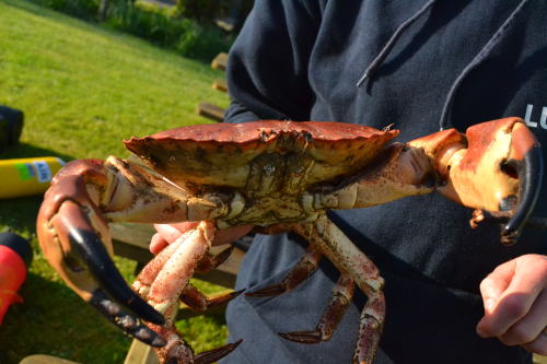 Edible Crab