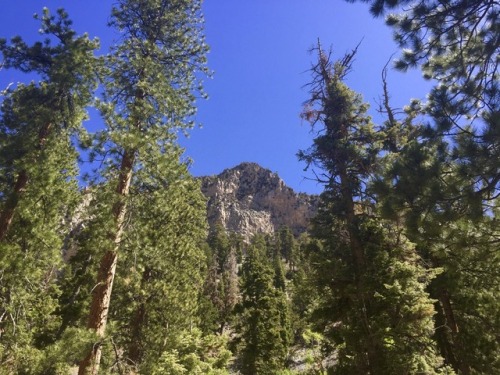 Mary Jane Falls Trail @ Mount Charleston, NV