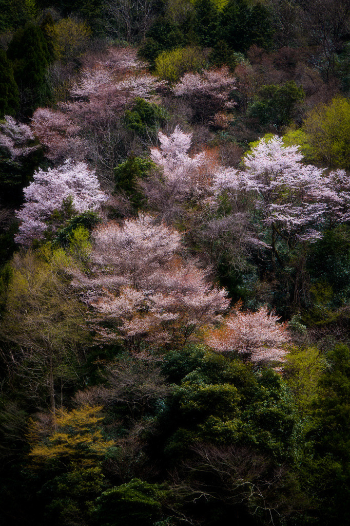 miizukizu:  © | 杉谷尚己 (Do not remove credits)