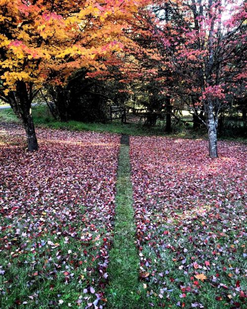 . line in red leaves 23 October 2019 . #autumnleaves #leaffall #maples #sculpture #natureart #landar