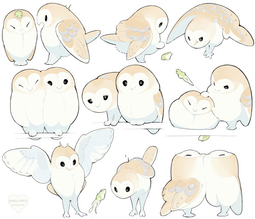 weirdgayenby:thefingerfuckingfemalefury: hiyoratory:Barn owl twins OWL PALS  @hoshi-neko-hikari Lily