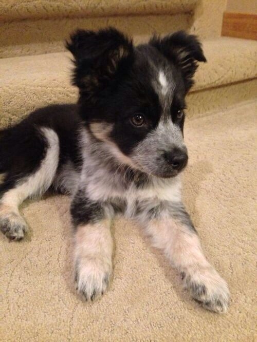 detourthroughlife:  PUPPIES. I WANT ONE SO BAD. 