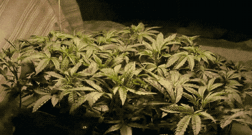 dirtyhippieproductions:  How goes your garden grow?! ☮  ❤ ॐ 
