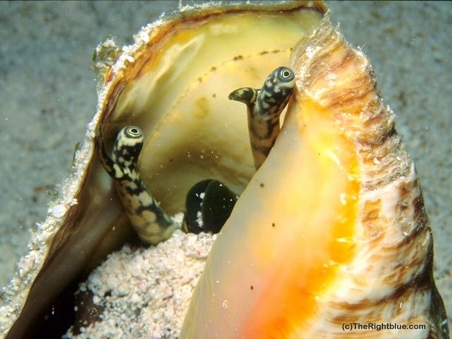 froody: froody:   all species of conch look utterly suspicious and vaguely terrified