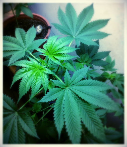 smokethesativa:  FoLLoW ThE sAtIVa