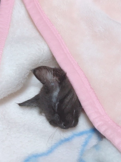 長谷川玲奈さんのツイート: なるちゃんお布団に入って寝るの #赤ちゃん #子猫 t.co/mlKbjf18uH