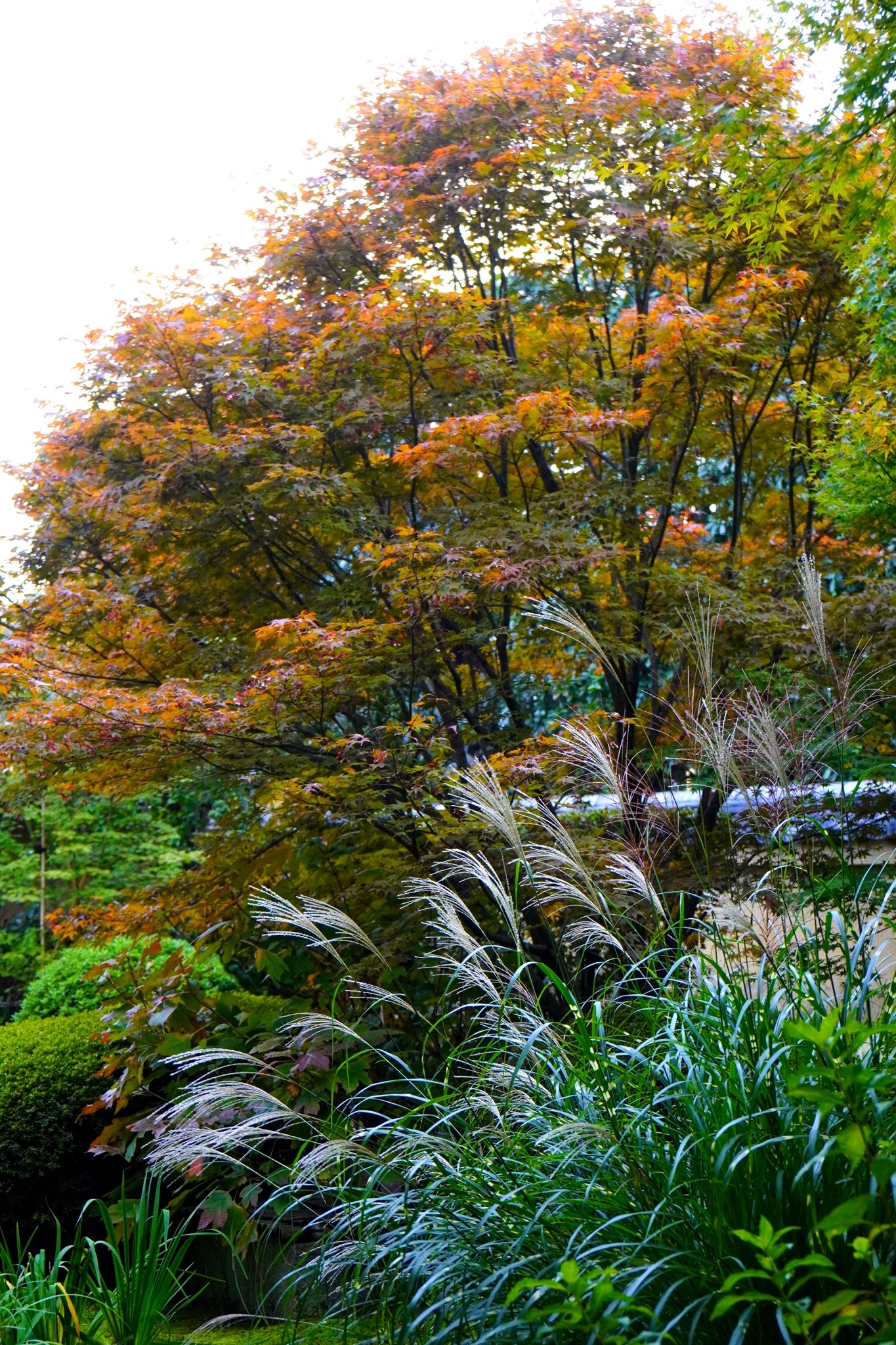 chitaka45:京都　大徳寺　興臨院kyoto daitokuji korin-in temple