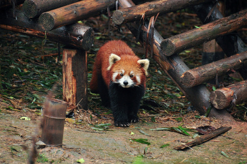 c3rulean:
“Red Panda by Marko Stavric on Flickr.
”