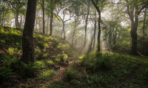 90377: Enchanted Wood by jebob on Flickr.