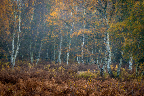 Touch, Fire and Fallen by Lee Acaster