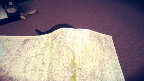 suchcatwow:  She obviously doesn’t like me attempting to read maps alone.