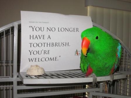 karojunk:avianawareness:YES! Bird shaming! I need to make one regarding Piko searching for my cellph